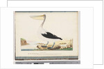 Page 92. Australian Pelican by Unknown artist