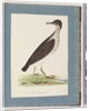 Page 96. Unidentified Bird by Unknown artist