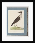 Page 96. Unidentified Bird by Unknown artist