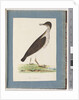 Page 96. Unidentified Bird by Unknown artist