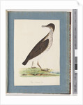 Page 96. Unidentified Bird by Unknown artist