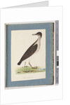Page 96. Unidentified Bird by Unknown artist