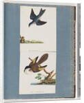 Page 97. Unidentified Birds by Unknown artist