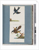 Page 97. Unidentified Birds by Unknown artist