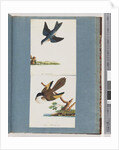 Page 97. Unidentified Birds by Unknown artist