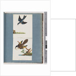 Page 97. Unidentified Birds by Unknown artist