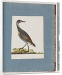Page 99. Buff-banded Rail by Unknown artist