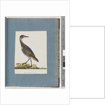 Page 99. Buff-banded Rail by Unknown artist