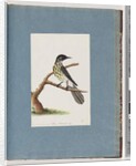 Page 100. New Holland Honeyeater. Certhia Novae Hollandiae by Unknown artist