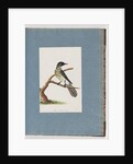 Page 100. New Holland Honeyeater. Certhia Novae Hollandiae by Unknown artist