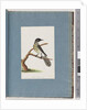 Page 100. New Holland Honeyeater. Certhia Novae Hollandiae by Unknown artist
