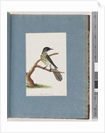 Page 100. New Holland Honeyeater. Certhia Novae Hollandiae by Unknown artist