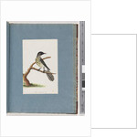 Page 100. New Holland Honeyeater. Certhia Novae Hollandiae by Unknown artist