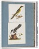 Page 101. Yellow-tufted Honeyeater. 102. Unidentified Bird by Unknown artist