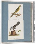 Page 101. Yellow-tufted Honeyeater. 102. Unidentified Bird by Unknown artist