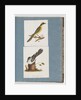 Page 101. Yellow-tufted Honeyeater. 102. Unidentified Bird by Unknown artist
