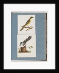 Page 101. Yellow-tufted Honeyeater. 102. Unidentified Bird by Unknown artist