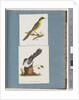 Page 101. Yellow-tufted Honeyeater. 102. Unidentified Bird by Unknown artist