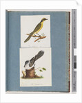 Page 101. Yellow-tufted Honeyeater. 102. Unidentified Bird by Unknown artist