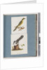 Page 101. Yellow-tufted Honeyeater. 102. Unidentified Bird by Unknown artist