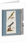 Page 101. Yellow-tufted Honeyeater. 102. Unidentified Bird by Unknown artist