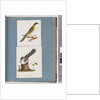 Page 101. Yellow-tufted Honeyeater. 102. Unidentified Bird by Unknown artist