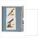 Page 101. Yellow-tufted Honeyeater. 102. Unidentified Bird by Unknown artist