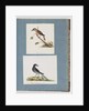 Page 103. Unidentified Bird. Honeyeater. 104. Unidentified Bird by Unknown artist