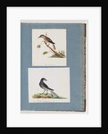 Page 103. Unidentified Bird. Honeyeater. 104. Unidentified Bird by Unknown artist