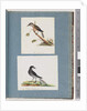 Page 103. Unidentified Bird. Honeyeater. 104. Unidentified Bird by Unknown artist