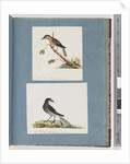 Page 103. Unidentified Bird. Honeyeater. 104. Unidentified Bird by Unknown artist