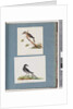 Page 103. Unidentified Bird. Honeyeater. 104. Unidentified Bird by Unknown artist