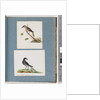Page 103. Unidentified Bird. Honeyeater. 104. Unidentified Bird by Unknown artist