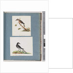 Page 103. Unidentified Bird. Honeyeater. 104. Unidentified Bird by Unknown artist