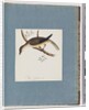 Page 108. Unidentified Bird by Unknown artist