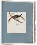 Page 108. Unidentified Bird by Unknown artist