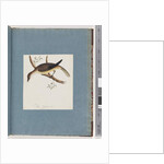 Page 108. Unidentified Bird by Unknown artist