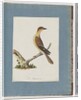 Page 109. Unidentified Bird by Unknown artist
