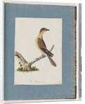Page 109. Unidentified Bird by Unknown artist