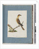 Page 109. Unidentified Bird by Unknown artist