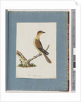 Page 109. Unidentified Bird by Unknown artist