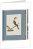 Page 109. Unidentified Bird by Unknown artist