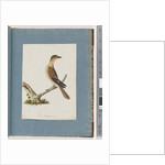 Page 109. Unidentified Bird by Unknown artist