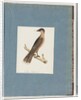 Page 110. Unidentified Bird by Unknown artist