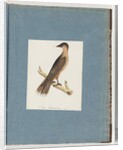 Page 110. Unidentified Bird by Unknown artist