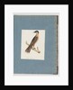 Page 110. Unidentified Bird by Unknown artist