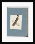Page 110. Unidentified Bird by Unknown artist