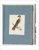 Page 110. Unidentified Bird by Unknown artist