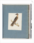 Page 110. Unidentified Bird by Unknown artist