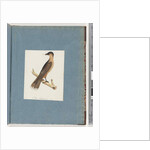 Page 110. Unidentified Bird by Unknown artist